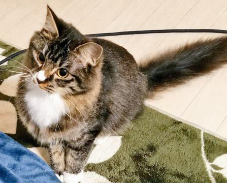 ベッピン猫ちゃんです