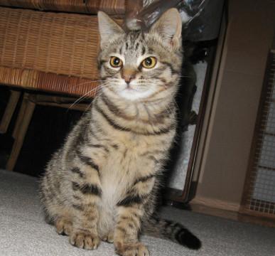 スリスリ体を寄せてくる甘えん坊です