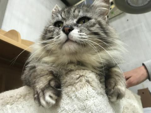 甘えん坊のゴージャス猫