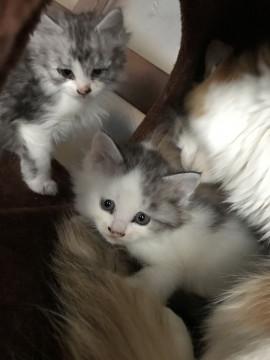 毛長の子猫ちゃん2匹です