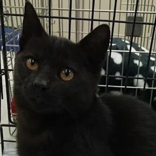 ☆短めしっぽの可愛い黒猫　男の子☆
