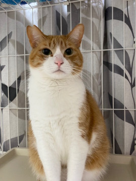 平和主義のおっとり♪えいと