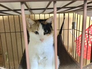 落ち着いた性格です