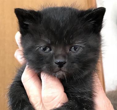 こぐまのようなリッキーくん