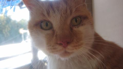 まんまる３頭身のおじさん「茶太」