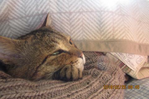 保護・大柄のキジトラくん