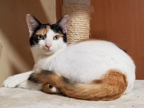 ゴロすりベタ甘な三毛ちゃん