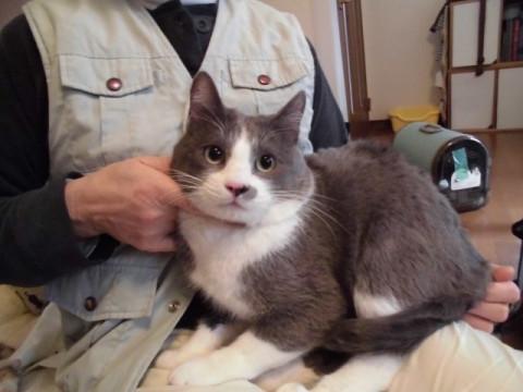 小屋から出してあげたいおっとり靴下猫