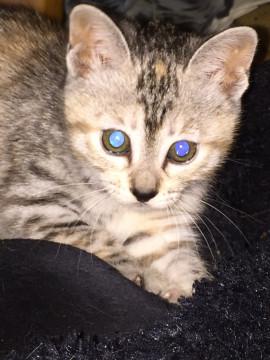 クリクリお目目子猫ちゃん