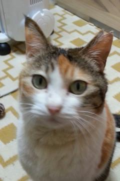 推定2から3才、頭の良い三毛猫さん