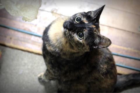 サビ好きさんにはたまりません♡
