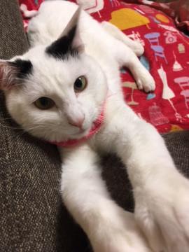 印西市/カギ尻尾の男の子です