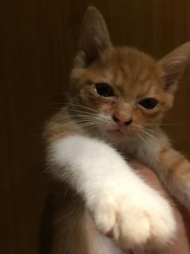 3ヶ月子猫④