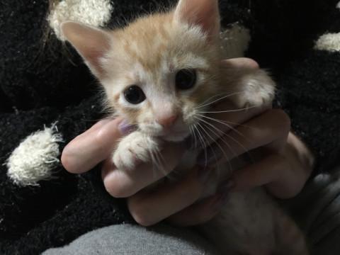 可愛い子猫ちゃん