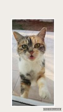 人懐っこい パステルミケちゃん