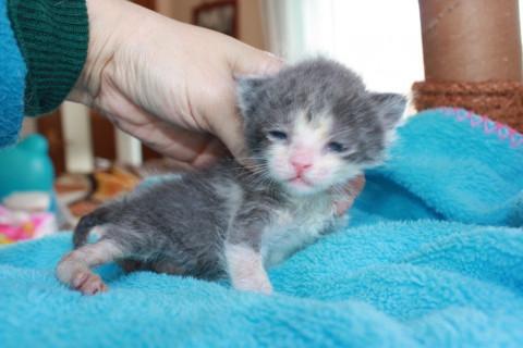 かわいい赤ちゃん灰白離乳中