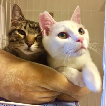 単身の方も歓迎♪2匹の仲良しおヒザ猫