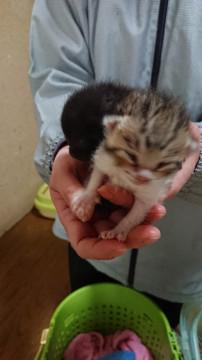 ぬいぐるみのように愛らしい赤ちゃん猫！