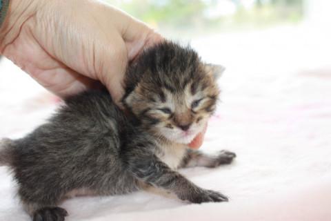 かわいい赤ちゃんキジトラ授乳中