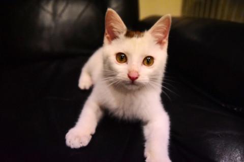 天真爛漫な白黒ちゃん