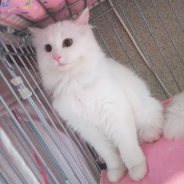 シロちゃん 家族 Ⅴ