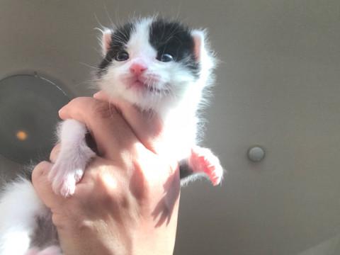 イケニャンな白黒パンダくん