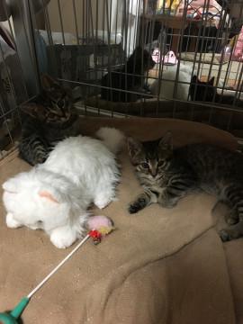 ふたごのトラ猫