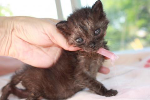 かわいい赤ちゃん黒猫離乳中