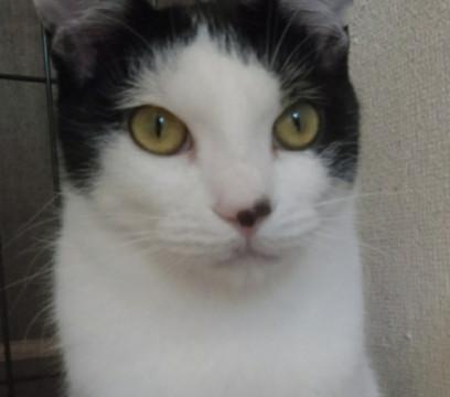 まだまだ人慣れ修行中！ヅラ猫もんちゃん