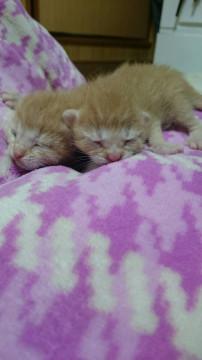 4月11日生、1匹里親さん探してます！