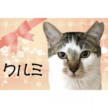 人も猫も大好き♪クルミちゃん