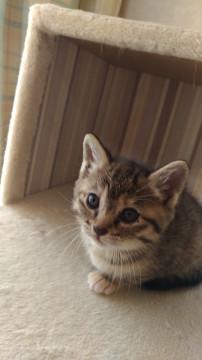 黒キジっぽい三毛な子猫