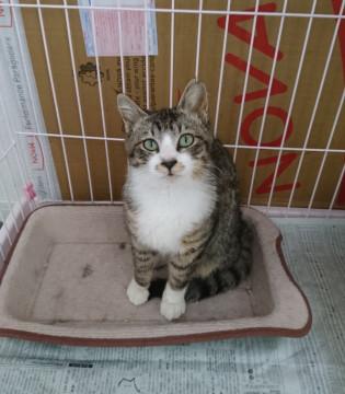 去勢済み　やさしいお兄ちゃん