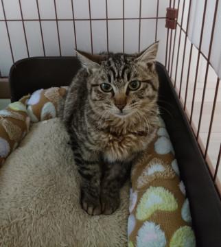 避妊済み　小柄なキジ猫