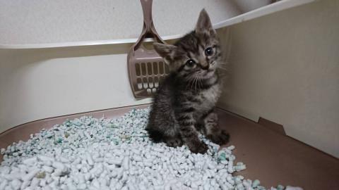 可愛い赤ちゃん 里親募集中