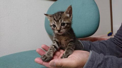 可愛い赤ちゃん 里親募集中