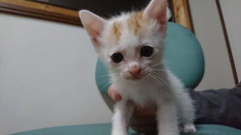 可愛い赤ちゃん 里親募集中