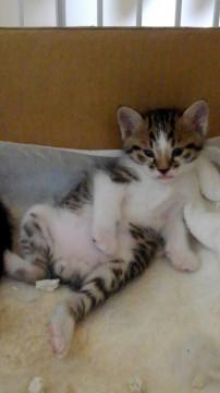 トライアル中です、おなかの大きな王子様♪