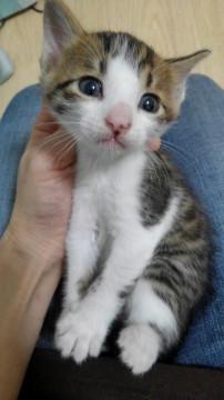 3/17生まれ、おっとりきじしろくん