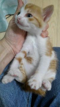 3/17生まれ、おっとり茶しろむすめ