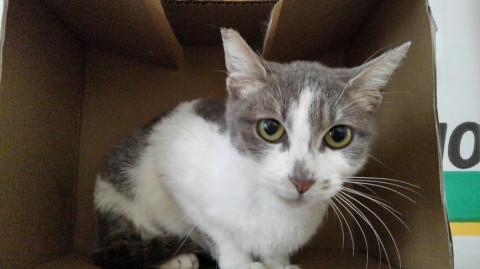 トライアル中です、品の良さそうなグレー白