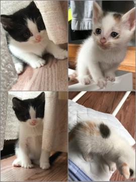７匹兄弟の白黒ハチワレと三毛猫