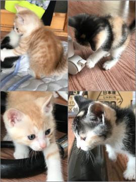７匹兄弟の長男坊と三毛猫