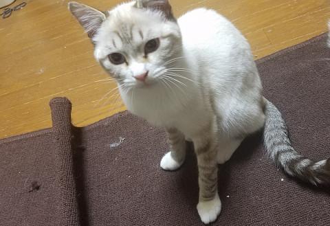 鼻白ちゃん