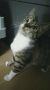 優しくてカワイイ女の子