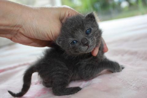 人懐こい赤ちゃんグレー離乳中