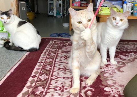 チョー甘ったれ・ミルクティー色の男子