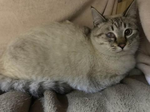 シャムMIXのような柄の綺麗な男の子
