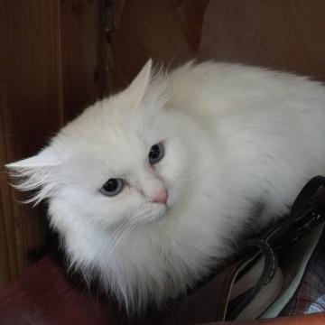 シロちゃん 家族 Ⅵ