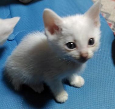 どなたか里親になって頂けませんか